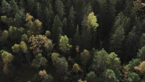 Fly over forest with autumn colors, down pan angle