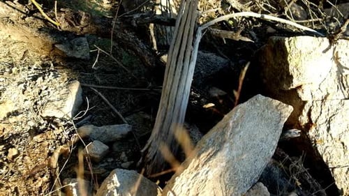 Broken twigs and branches lying on the desert soil of Arizona wilderness bright in the day
(gimbal s
