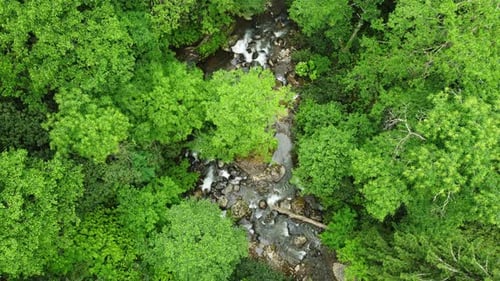 Aerial Top Down View River in Tropical Jungle Green Rainforest