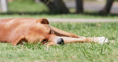 Mongrel dog lies under sun on grass lawn in city park