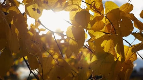 Golden Branches of Birch Gently Swaying in Wind with Bright Sunlight at Background Autumn Yellow