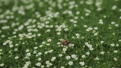 Honey Bee Collects Pollen or Nectar and Pollinates Flowers on Green Juicy Grass on the Blooming