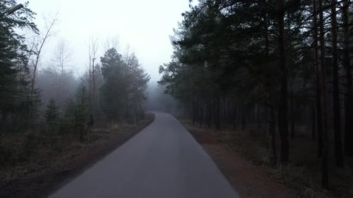 Dark Mysterious Foggy Road Through Forest