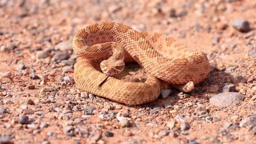 Rattlesnake in the desert of Norther Arizona