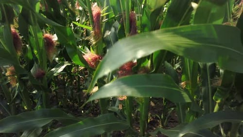 Close up shot of a cornfield, corn stalks and leaves swaying in the wind on a sunny day.