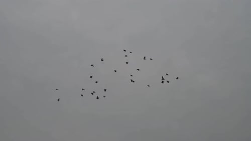 Flock of Birds Flying in Overcast Sky