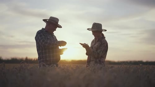 Man Woman Farmers Talk About Harvest Agronomists Farm Workers Discuss Working Harvesting Plans on