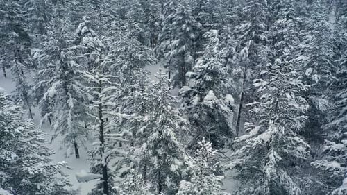 Belle forêt enneigée en hiver. Survol de pins couverts de neige.
