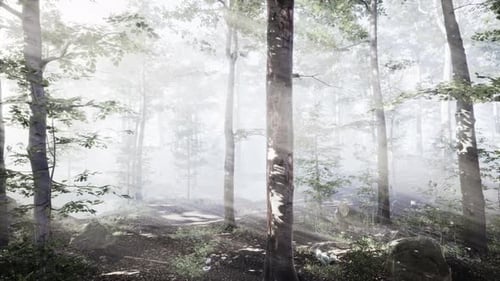 Rays of Sunlight Falling Into a Misty Forest