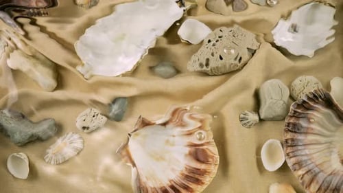 Imitation des fonds marins. Coquilles d'huîtres et de pétoncles, galets de mer sur
tissu couleur sable sous l'eau