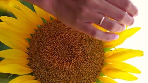 Woman Sunflower Field Woman Agronomist and Farmer Inspect Cultivated Sunflowers at Sunset Closeup of