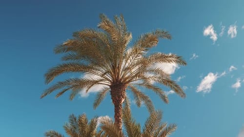 Palm and Sky