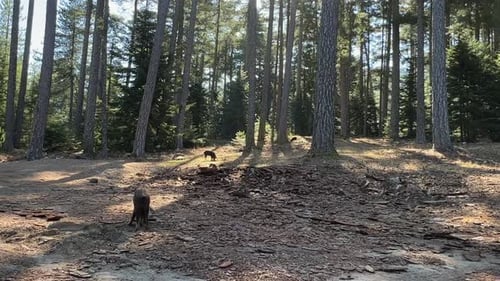 Junge Wildschweine grasen im Wald