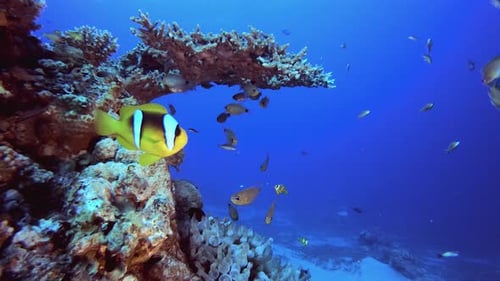 Reef Underwater Marine Scene Clownfish