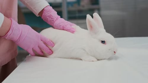Female Vet Doing Gentle Checkup of Domestic Rabbit in Clinic