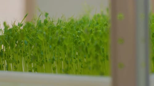 Close Up Fresh Microgreens Growing Lettuce Arugula saladYoung Plant Pot Nutrition Organic Raw Growth