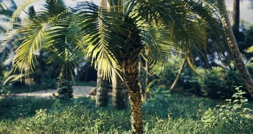 Lush Greenery Featuring a Palm Tree in a Tropical Garden During Daytime