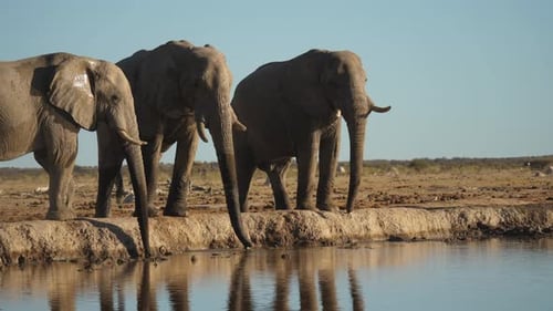 Drei Savannenelefanten trinken an hellem Tag Wasser mit Rüssel am Fluss