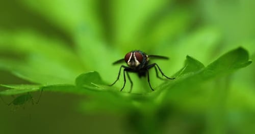 Extreme macro closeup on a fly on a plant.
