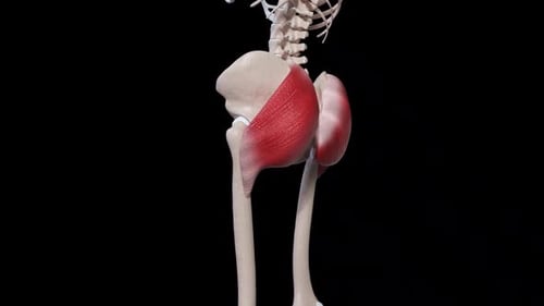 3D Human Gluteus Medius Minimus Muscle Contraction Anatomy