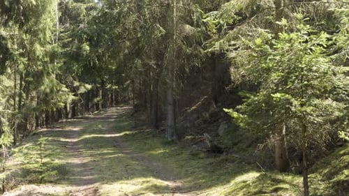 A Path Through a Coniferous Forest on a Sunny Day