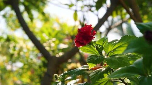 close up of red flower in the hot sun