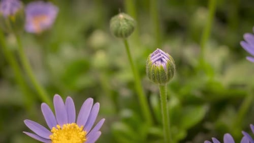 Cape Marguerite Flower Blooming in Time Lapse