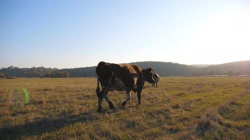 Brown Cow Walking Through Big Field with Beautiful Sunset at Background Cattle Grazing on Pasture