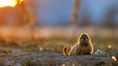 Prairie Dog