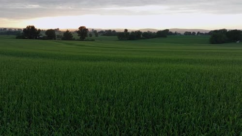 Slow drone flight over green growing and planted maize field in American countryside. Bright