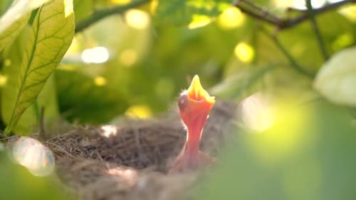 Hungry Baby Bird in a Nest in a Tree