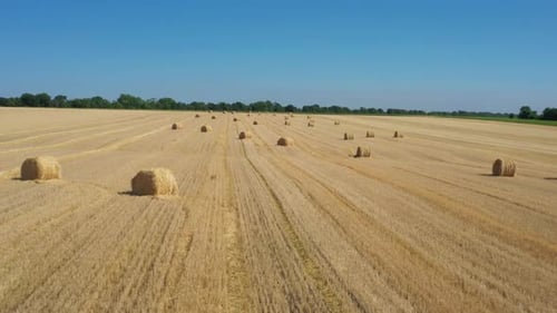 Round Hay Bales At The Field 16
