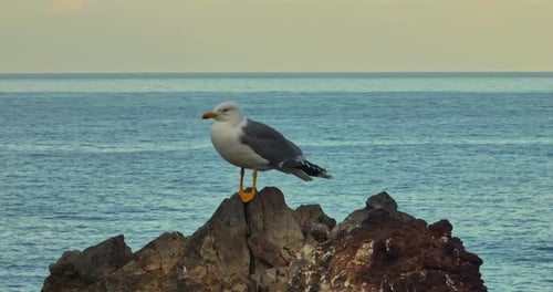 Aerial View of Seagull in the Island in Ocean Close Up of View of White Bird Seagull