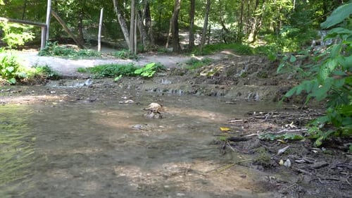 A tranquil stream on a beautiful day