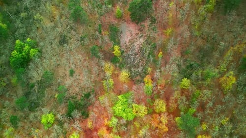 Forest 4k