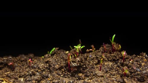 Seedlings Germinating and Growing in Soil, Time-Lapse