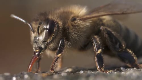 closeup of Bee drinking water on sunny day, HD still shot