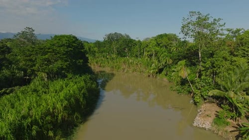 Stürmer fliegen im tropischen Dschungel über dem Fluss