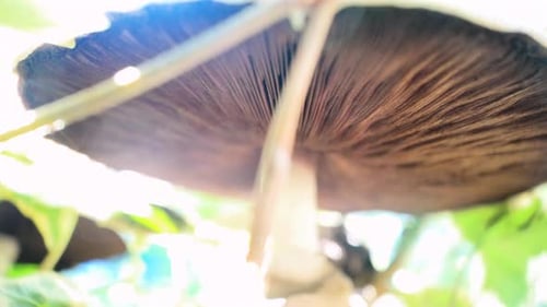 view of mushroom (Agaricus avensis) growing in the edge of a forest