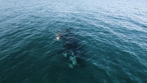 Whales Mother and calf Swimming Together - Aerial Leading Reveling Zoom Out