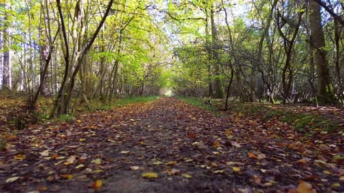 Serene woodland path covered in autumn leaves beneath golden trees