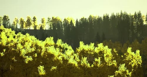 Arbres dorés luxuriants sous la lumière du soleil dans un paysage montagneux
