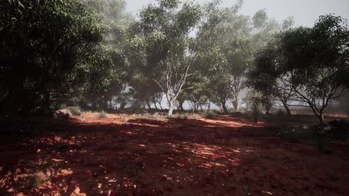 Natures Symphony Earths Tapestry Unveiled in an Eucalyptus Grove