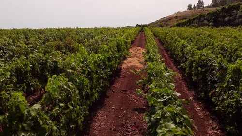 Sunshine Over Rows Of Grapevines In The Vineyard. drone shot