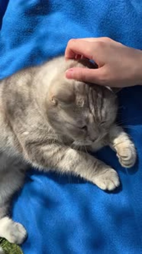 La main caresse ou caresse un beau chat gris en gros plan Le chat est allongé sur le plaid bleu et le