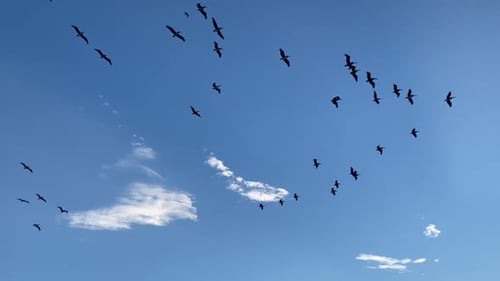 Des pélicans planant au-dessus du ciel bleu de Carmel by the Sea, en Californie (États-Unis).