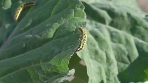 Close up on two large white larvae also called as cabbage white caterpillar (pieris-brassicae), with
