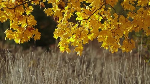 Golden Yellow Leaves Hanging From Tree Branch