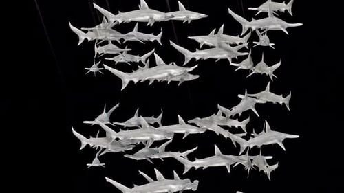 Hammer Head Sharks Swim