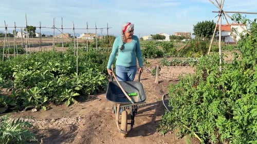 Senior woman pushing a wheelbarrow while working in an organic vegetable garden